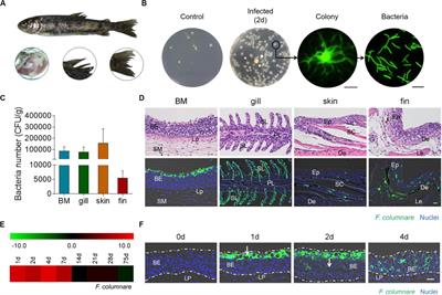 Mediation of Mucosal Immunoglobulins in Buccal Cavity of Teleost in Antibacterial Immunity